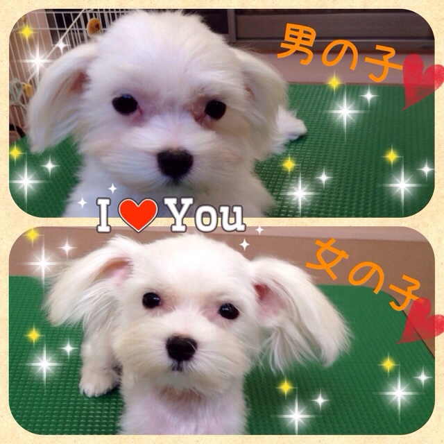 子犬ちゃん達☆