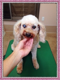 保護犬☆