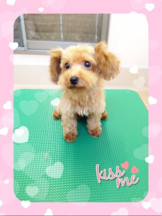 またまた子犬ちゃん☆