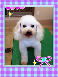 保護犬☆