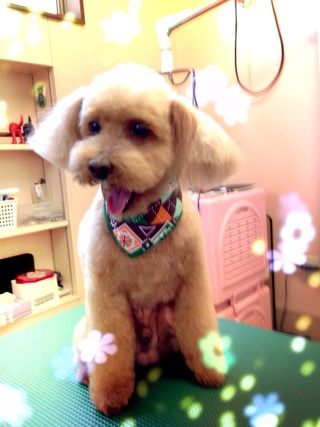 flower☆