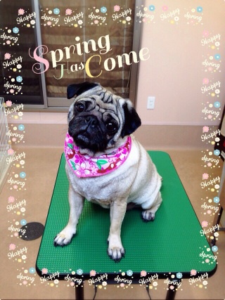 spring☆