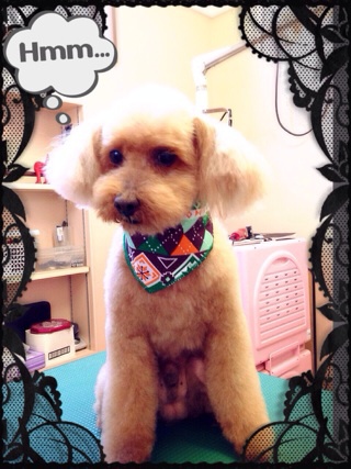 flower☆