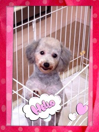 保護犬☆
