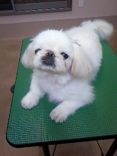 あんまかろん☆