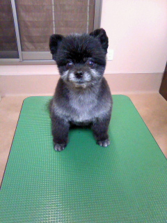 こぐまちゃん☆