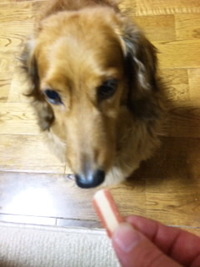 今日のわんこ