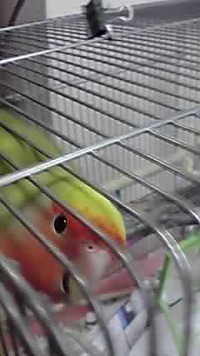 ★ことだま☆