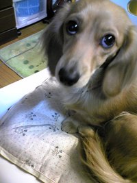 ドリ☆最高!!