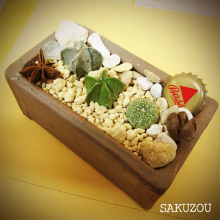 サボテンの寄せ植え＊