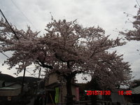 そう！桜です。