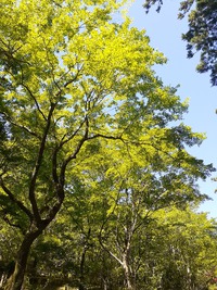 5月6日の記事