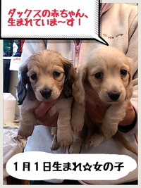 ダックスの赤ちゃん生まれています！