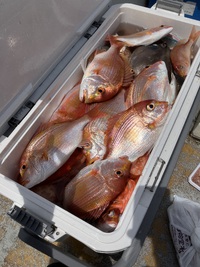 5月14日(水)午前船の釣果