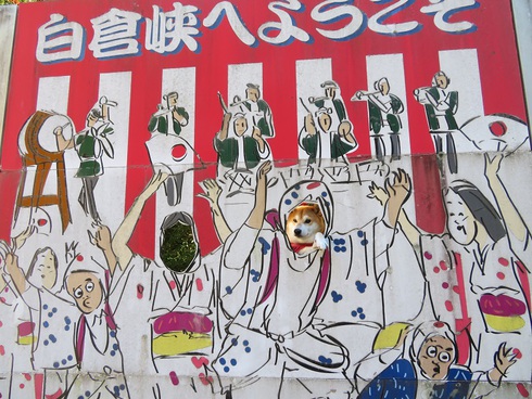 柴犬蓮君のお散歩・おさんぽ