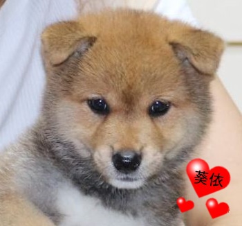 柴っこ