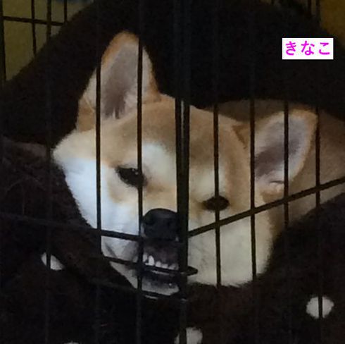 柴犬のこんなお顔も可愛いね。