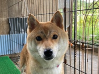 柴犬の里親様募集しています。