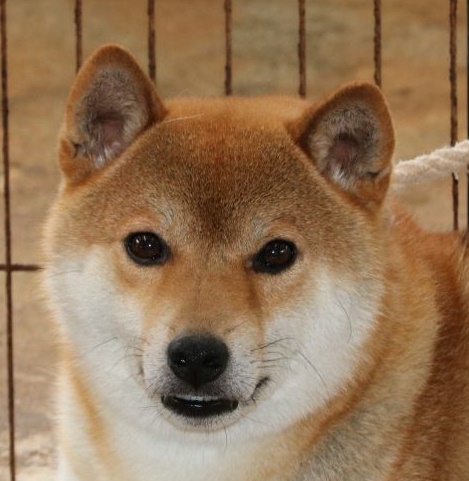 柴犬のごろおさん