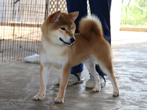 柴犬富士君