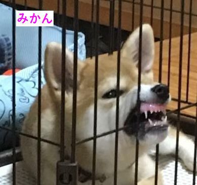 柴犬のこんなお顔も可愛いね。