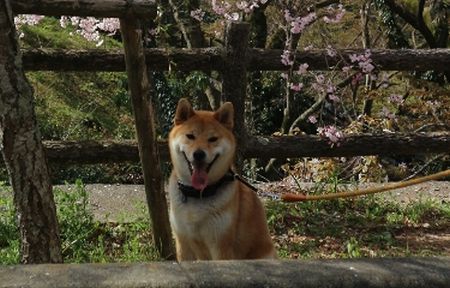 笑う柴犬たち