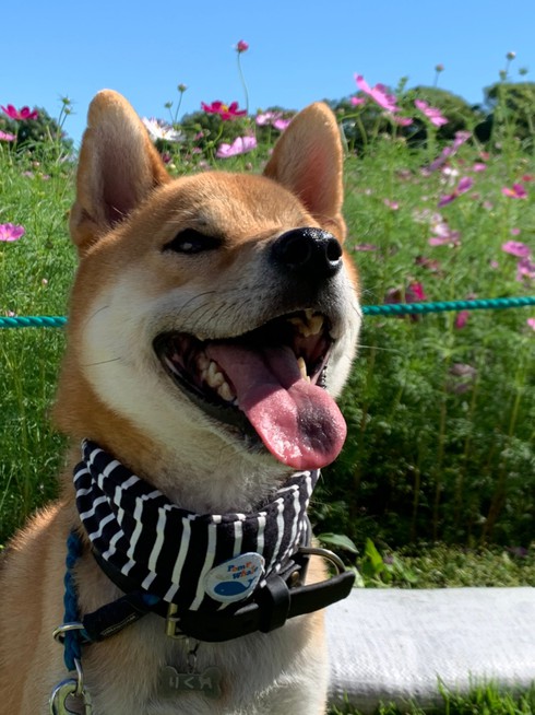 柴犬りく君の１０月のお出かけです。
