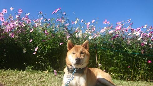 柴犬りく君の１０月のお出かけです。