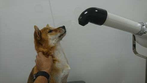 柴犬りく君の１０月のお出かけです。