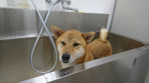 柴犬りく君の１０月のお出かけです。