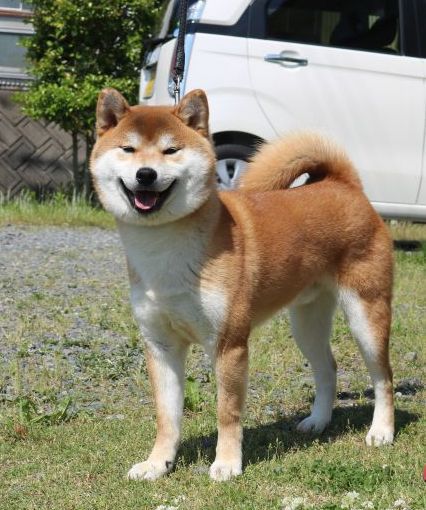 笑う柴犬たち