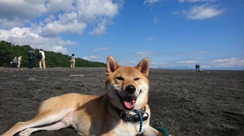 柴犬りく君の１０月のお出かけです。