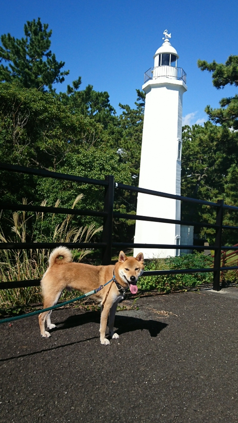 柴犬りく君の１０月のお出かけです。