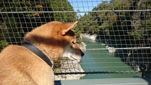 柴犬りく君の１０月のお出かけです。
