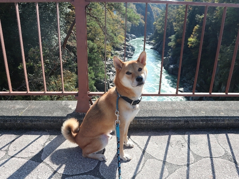 柴犬りく君の１０月のお出かけです。