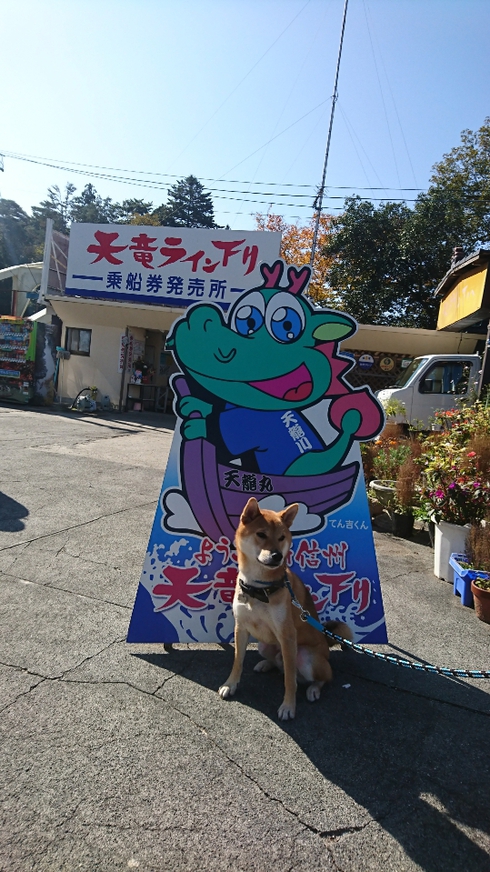 柴犬りく君の１０月のお出かけです。