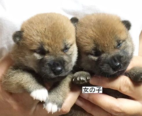 子犬達みんな目があきました。