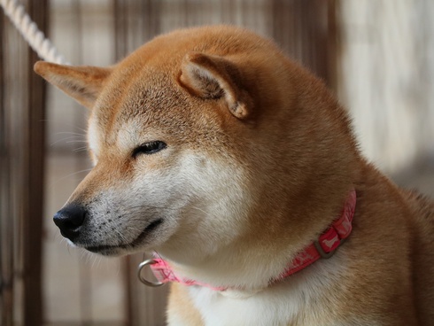 おすまし愛奈さん
