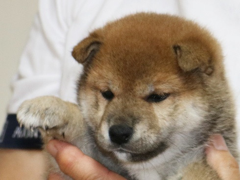 招き犬　希ちゃん