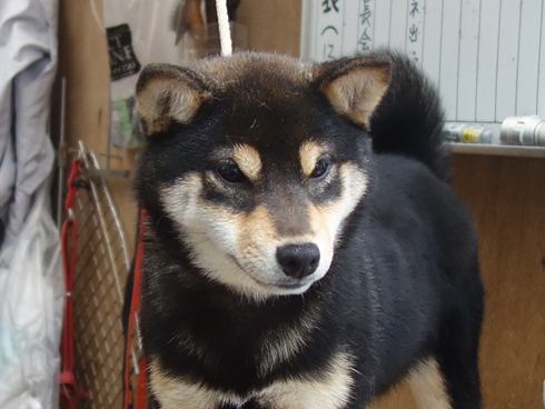 月ちゃんです