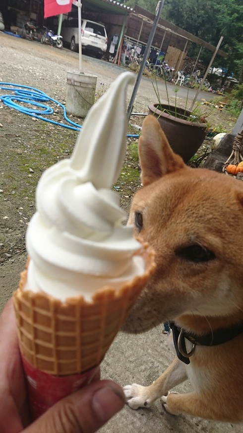 柴犬りく君の１０月のお出かけです。