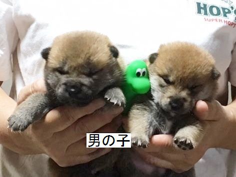子犬達みんな目があきました。