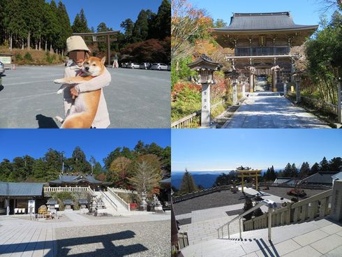 柴犬蓮君のお散歩・おさんぽ