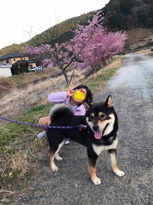 笑う柴犬たち