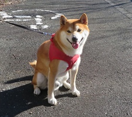 柴犬蓮君のお散歩・おさんぽ