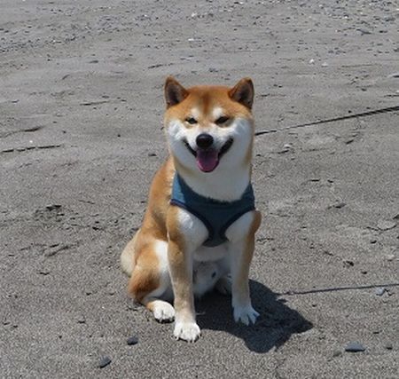 笑う柴犬たち