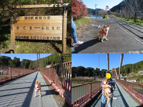 柴犬蓮君のお散歩・おさんぽ