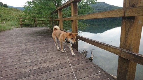 柴犬りく君の１０月のお出かけです。