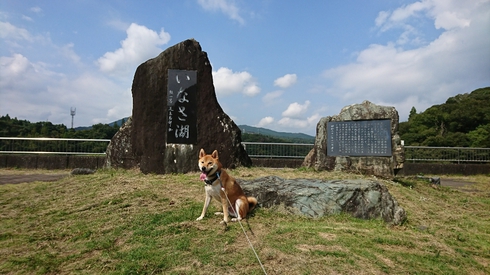 柴犬りく君の１０月のお出かけです。
