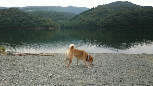 柴犬りく君の１０月のお出かけです。